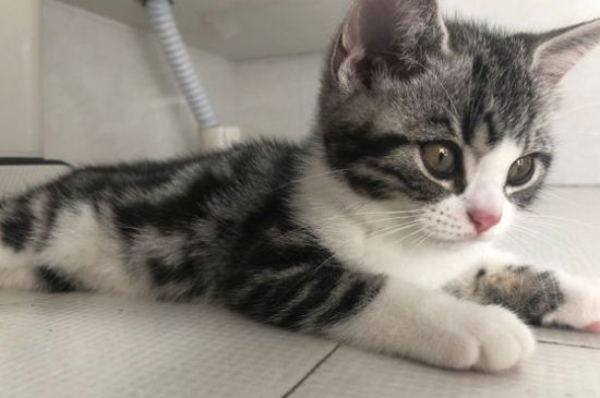美短猫优缺点
