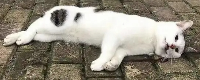 小奶猫高处摔下内伤表现