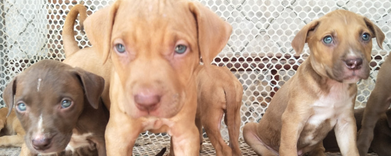 比特犬吃什么长得壮