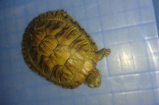 乌龟浅水冬眠方法