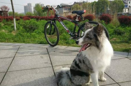 陨石边牧怎么看品相