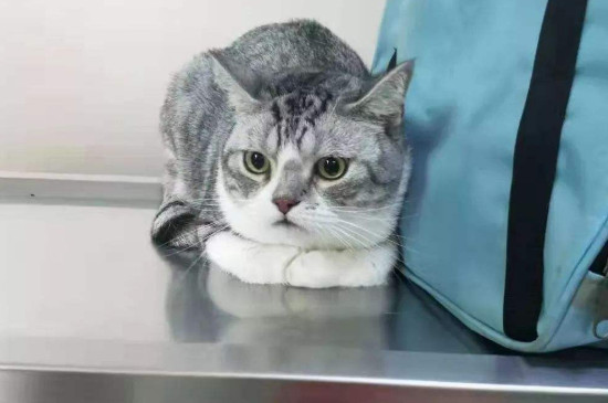 猫咪钻被窝是什么意思