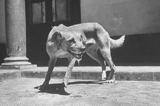 狂犬病的狗能活多久，3～5天内死亡率高达80%