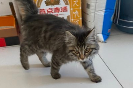 挪威森林猫价格多少钱一只，为什么这么贵