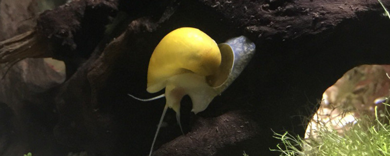 黄金螺吃水草吗