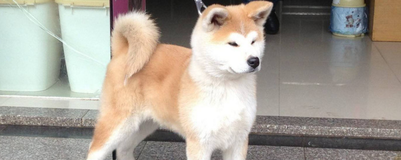 狗狗能吃水果吗