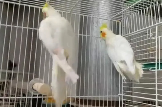 鹦鹉踩背后多久下蛋