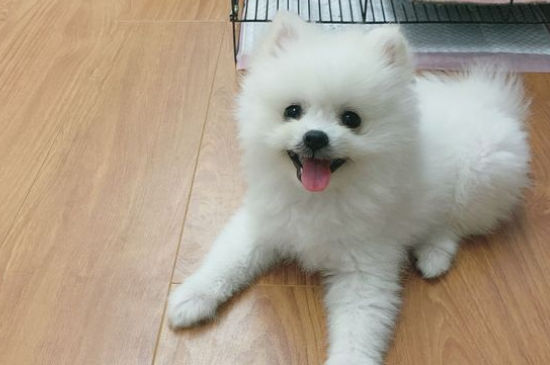 狗的品种小型犬