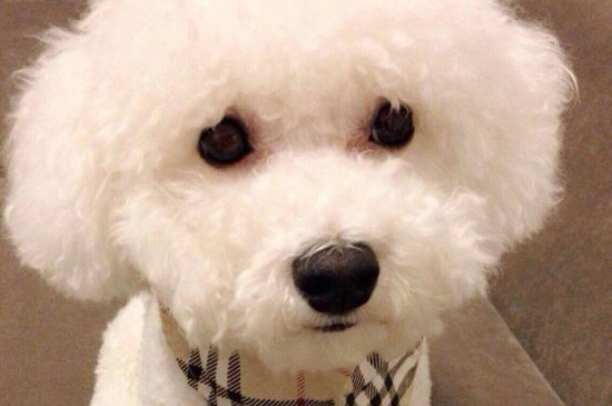 比熊幼犬怎么看纯不纯