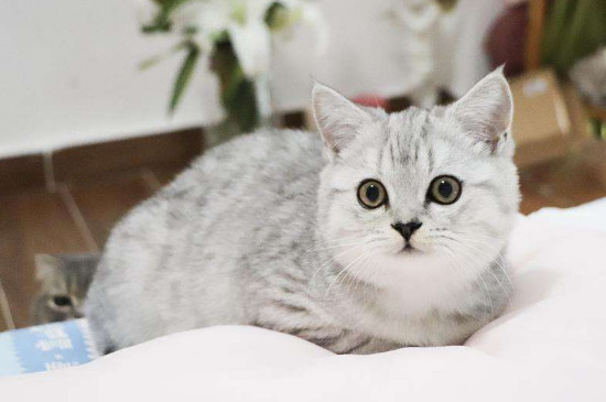 波米拉猫多少钱一只，价格大概在2000-10000元左右