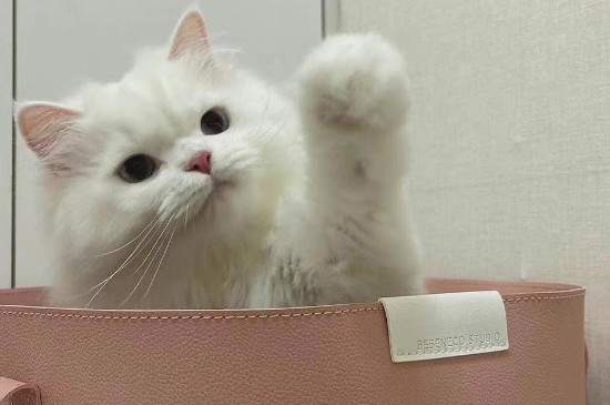 小猫多大可以做绝育