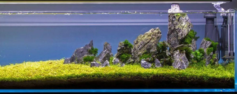 鱼缸里养浮萍的利弊