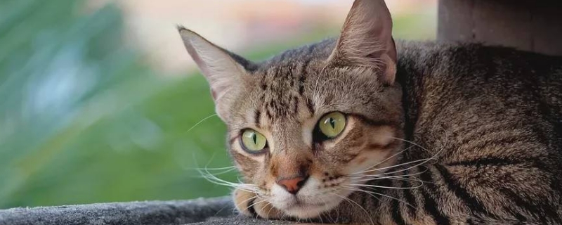 猫总打喷嚏是什么意思
