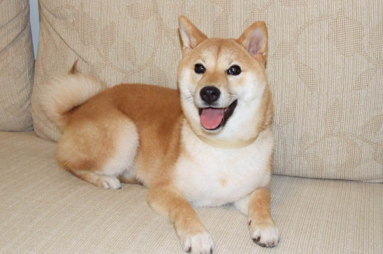 柴犬为什么喜欢龇牙
