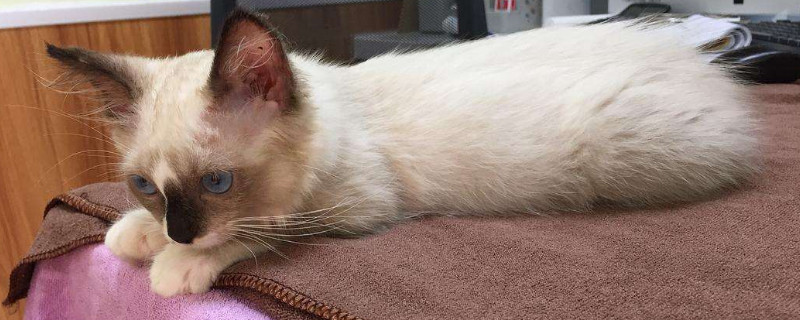 猫咪喝牛奶拉稀怎么办