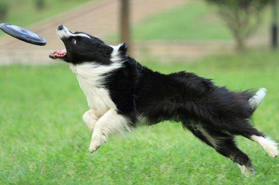 牧羊犬怎样训练大小便