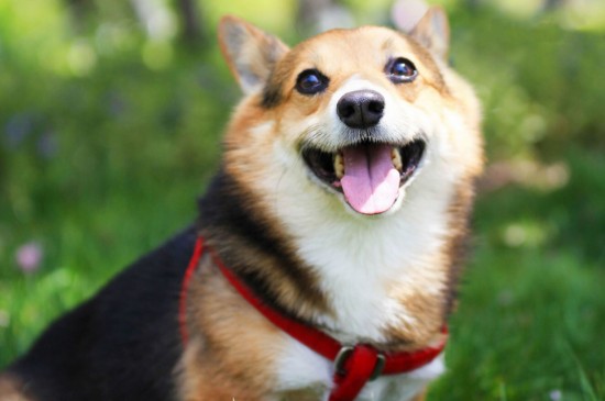 十大最听话的狗排名，盘点世界上最温顺可爱的10大犬种