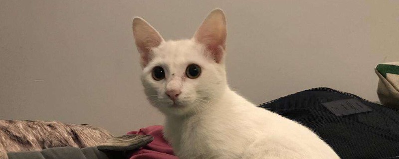 猫嗓子叫哑了怎么恢复