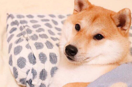 如何区分柴犬与秋田犬