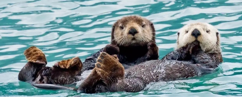 海獭可以家养吗