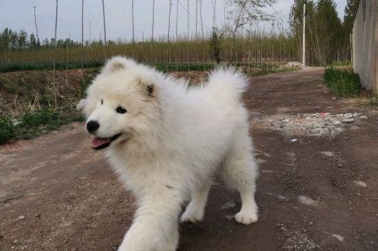 狗狗的正常体温是多少度