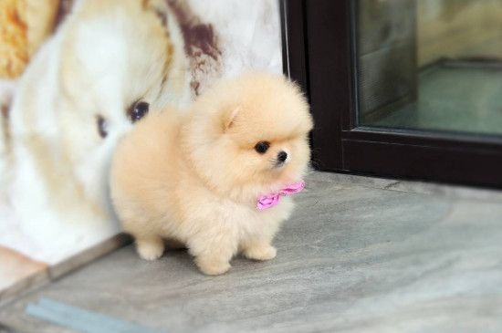 博美茶杯犬价格多少钱一只，价钱一般在8000元左右