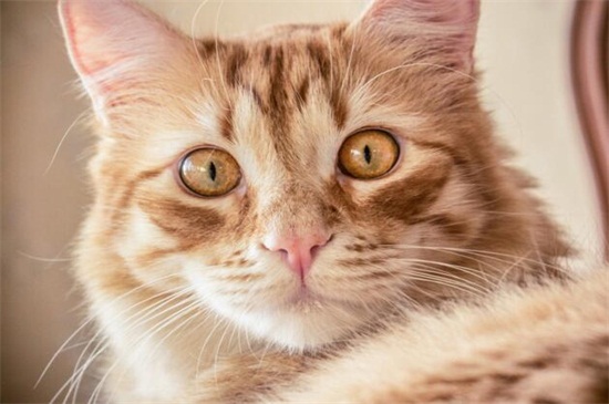 适合猫咪吃的肉类