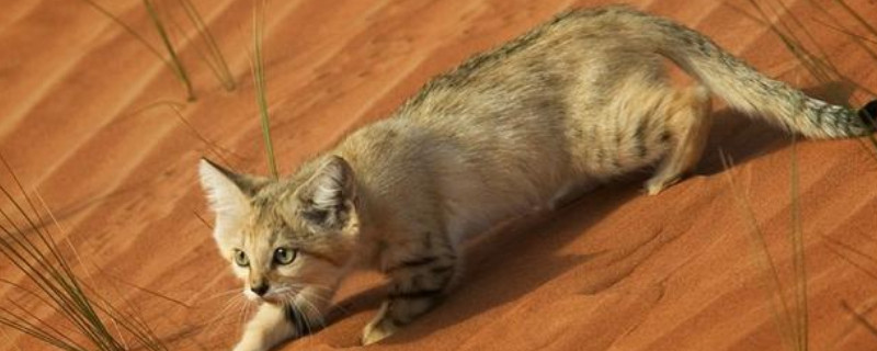 荒漠猫会自己挖洞吗