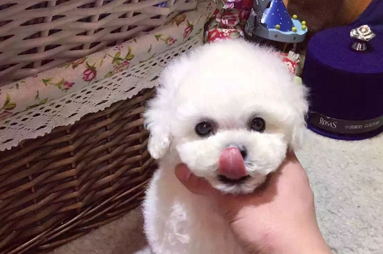 比熊犬寿命多少年