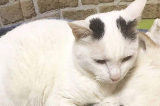 猫咪呕吐白色粘液像痰