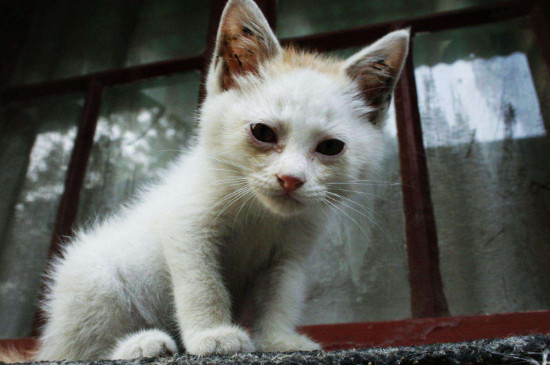小猫可以喝牛奶吗