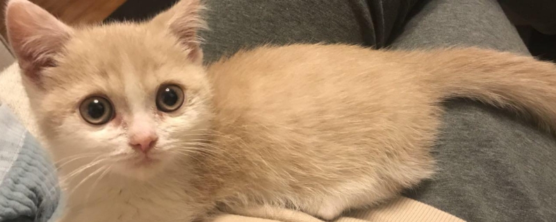 猫多配几次就怀的多吗