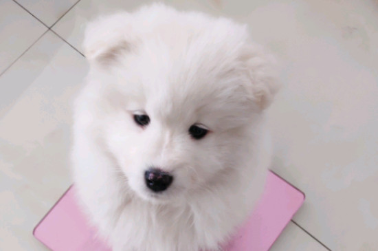 狗三傻是什么