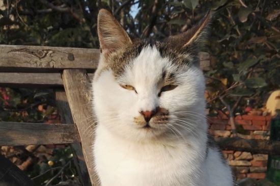 猫一天喝多少ml水