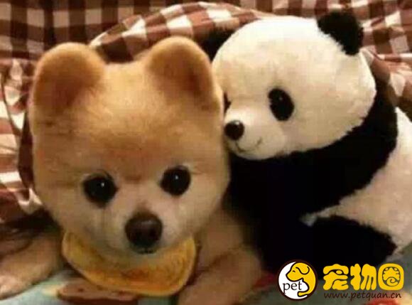 俊介犬是什么品种，体型超小的哈多利系博美犬(英系博美)