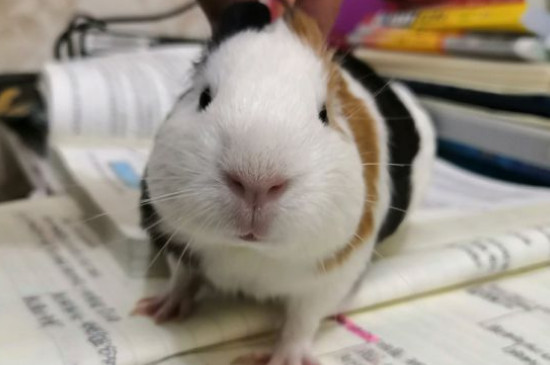 荷兰猪洗澡后没精神