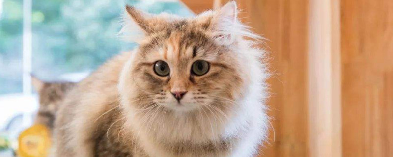 猫saa检测是什么