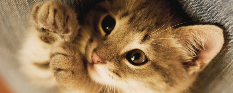猫肠胃炎几天会自愈