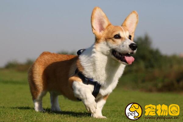 什么狗狗长不大，十种适合家养的中小型犬(泰迪最受欢迎)