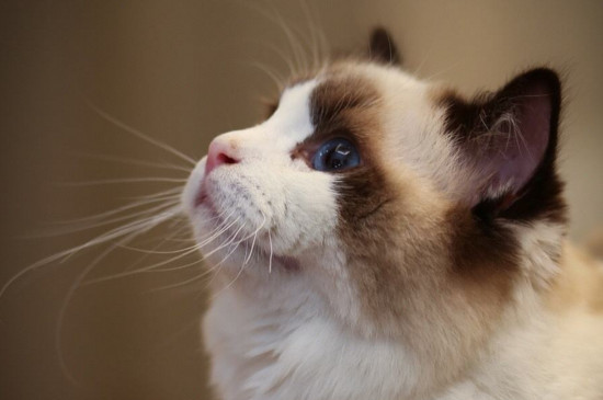 布偶猫为什么这么粘人，其实布偶猫性格像狗一样