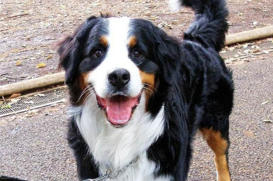 伯恩山犬为什么养的少，伯恩山犬缺点太多没人养