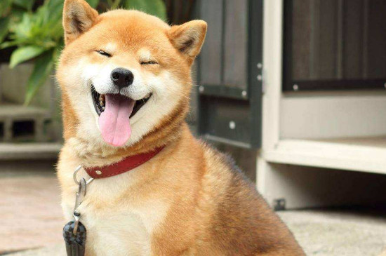 适合家养的中型短毛犬