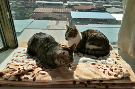 怎么看出猫有弓形虫