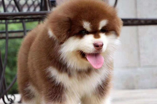 阿拉斯加犬的价格，一般幼犬价格在2000～6000元之间