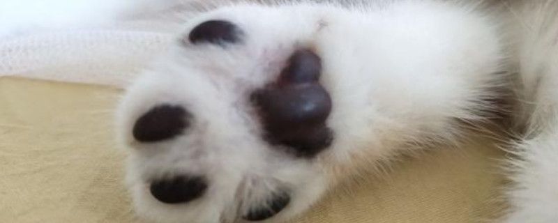 狗狗肉垫破了多久能恢复