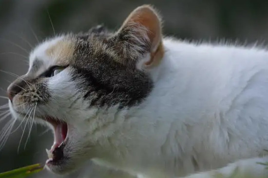 猫咪经常打喷嚏是怎么回事