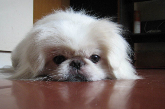 中国名犬有哪些
