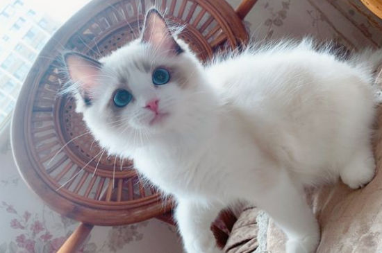 猫突然不喝水什么病