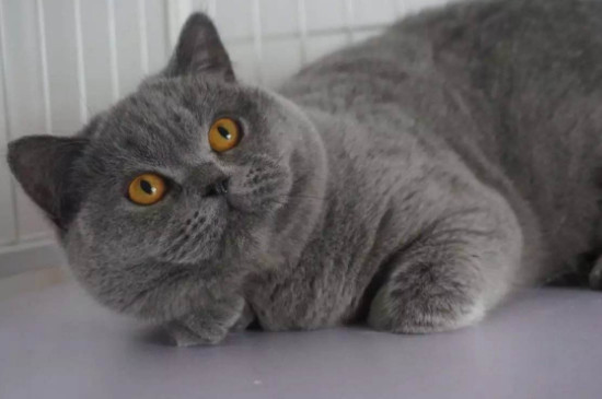 英短蓝猫记仇的表现