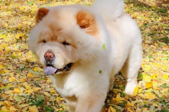 狗能吃豆腐吗
